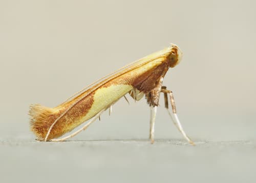Packard's Caloptilia Moth