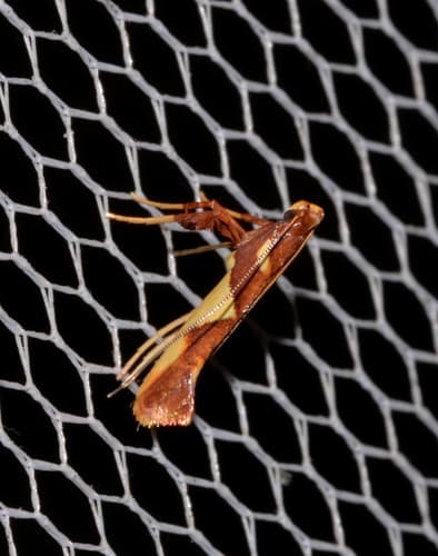 Caloptilia xanthopharella