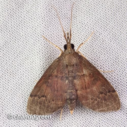 Camptomastix hisbonalis