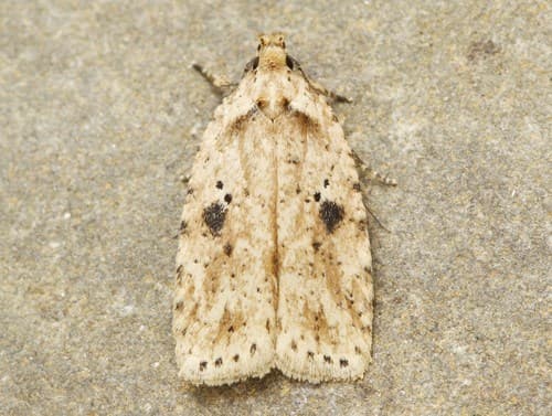Canadian Agonopterix Moth