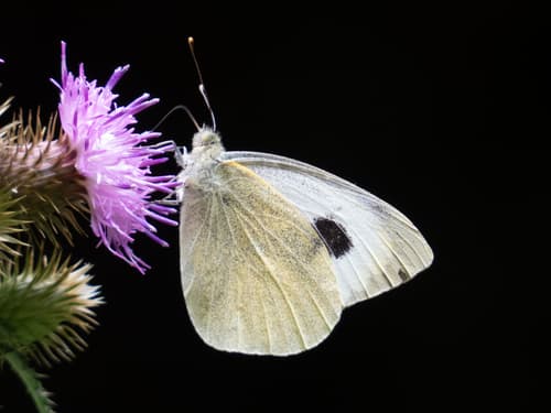 Canary Islands' Large White