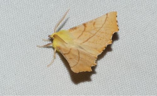 Canary-shouldered Thorn
