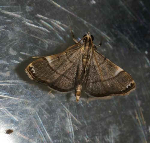 Cangetta hartoghialis