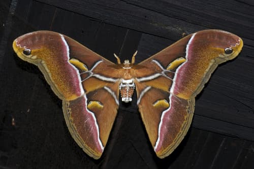 Canning's Lesser Atlas Moth