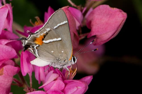 Caribbean Scrub-Hairstreak