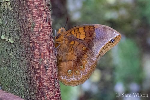 Berecynthia Forest-owl