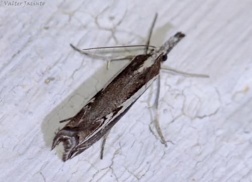 Catoptria staudingeri