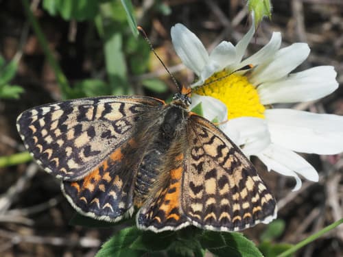 Caucasian Spotted Fritillary