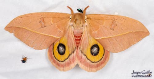 Cecrops Eyed Silkmoth