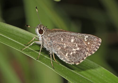 Celia's Roadside-Skipper