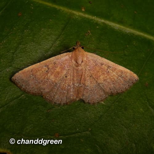 Cerynea punctilinealis