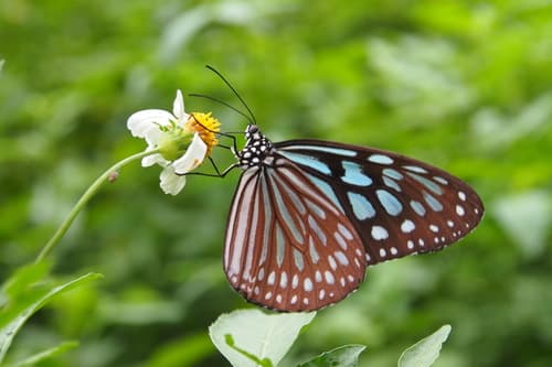 Ceylon Blue Glassy Tiger