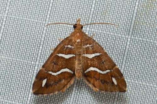 Chaetolopha niphosticha