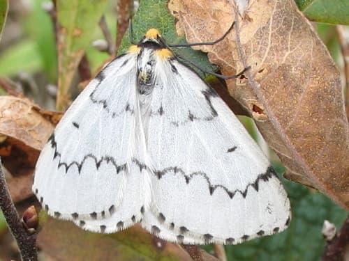 Chain-dotted Geometer
