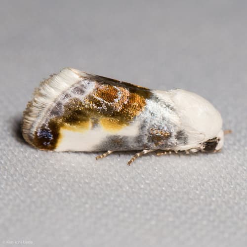 Chalky Bird Dropping Moth