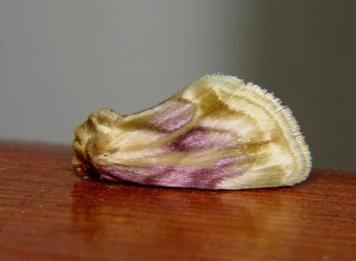 Pink-washed Chamaeclea Moth