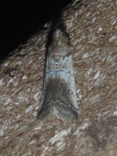 Chararica hystriculella
