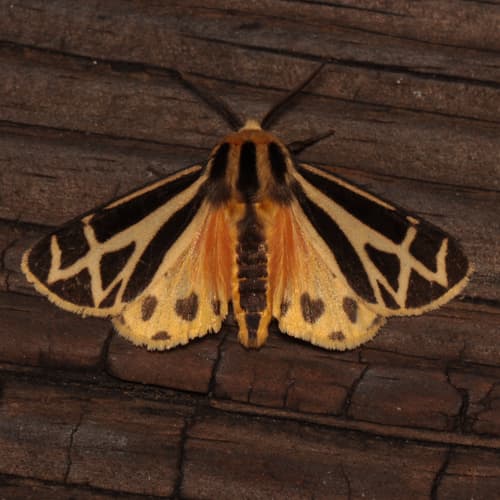 Charlotte's Tiger Moth