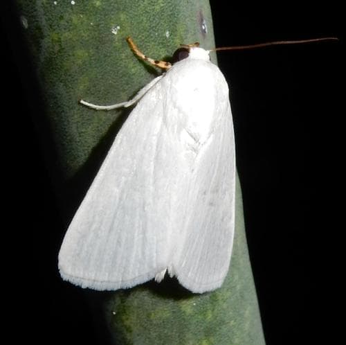 Chasmina tibialis