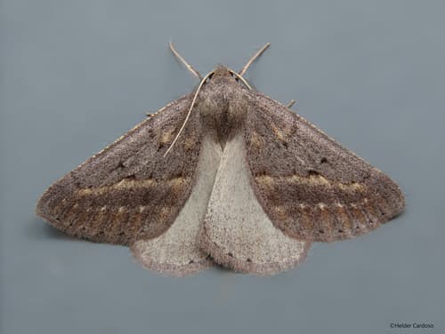 No widely recognized common name