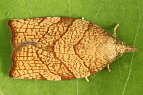 Chequered Fruit-tree Tortrix