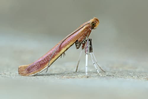 Cherry Leaf-cone Caterpillar Moth