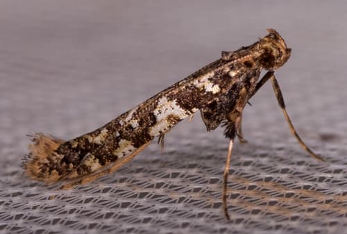 Cherry Leafroller Moth