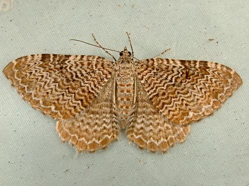 Cherry Scallop Shell Moth