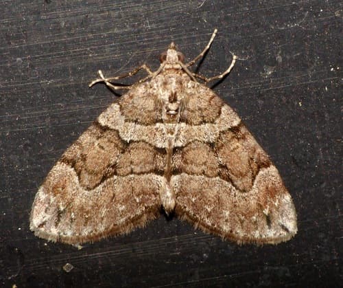 Chestnut-coloured Carpet