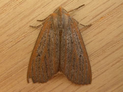 Chestnut-veined Crest-moth
