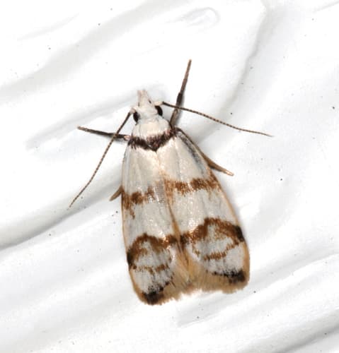 Brachypepla Chezala Moth