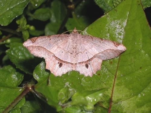 Chiasmia monticolaria