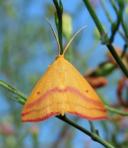 Chickweed Geometer Moth