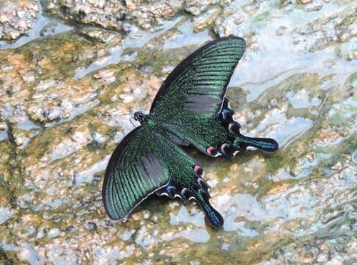 Chinese Peacock Swallowtail