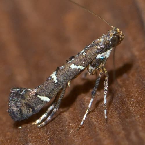 Chinese Tallow Leaf Miner