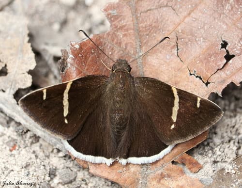 Chisos Banded-Skipper