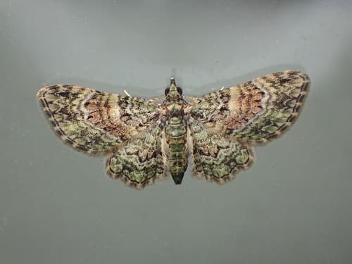 New Zealand Pug Moth