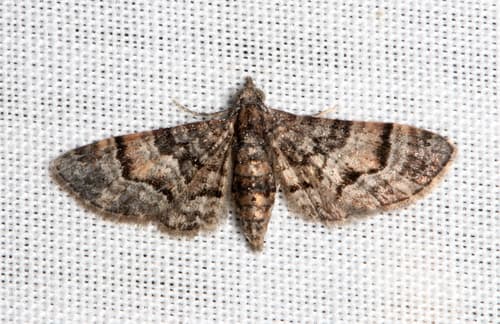 Chloroclystis metallospora