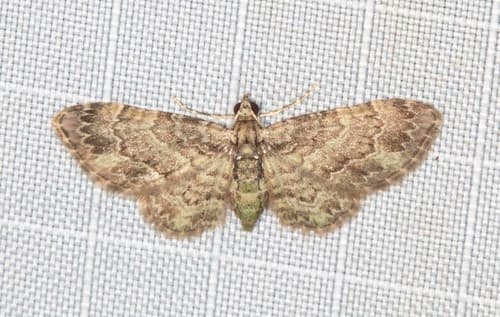 None widely established