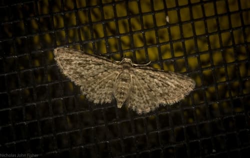 Chloroclystis pyrrholopha