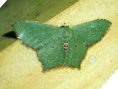 Nordic Emerald Moth