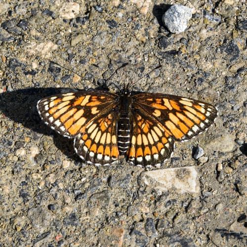 Bolli's Checkerspot