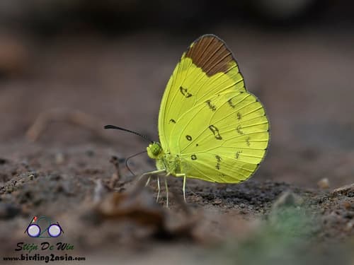 Chocolate Grass Yellow