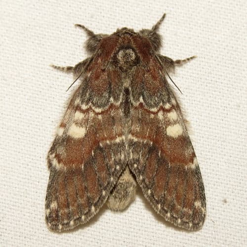 Chocolate Prominent