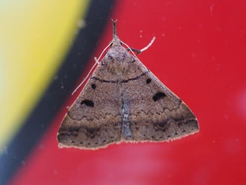 Chocolate Renia Moth