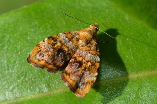 Choreutis ophiosema