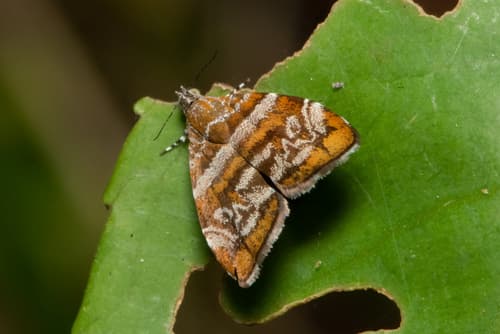 Orthogonal Metalmark Moth