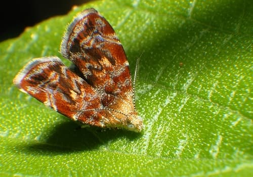 Six-banded Choreutis Moth