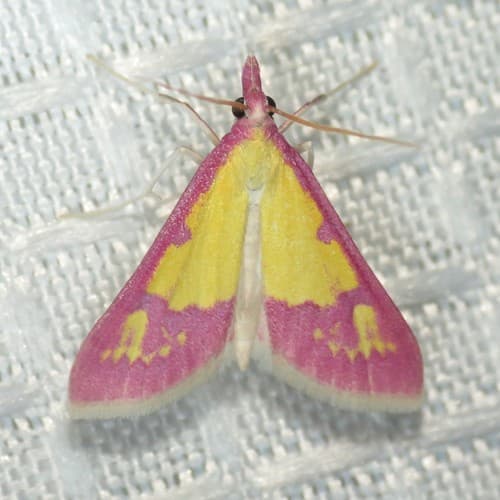 Rose-winged Choristostigma