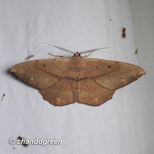 Chorodna ochreimacula